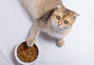 Quelle est la meilleure nourriture sèche pour les chats