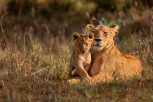 photographie animaux sauvages