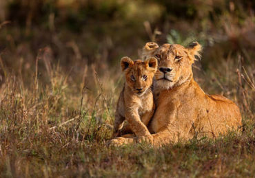 photographie animaux sauvages